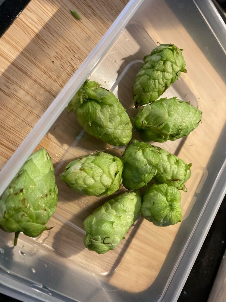 Cones from a hop plant