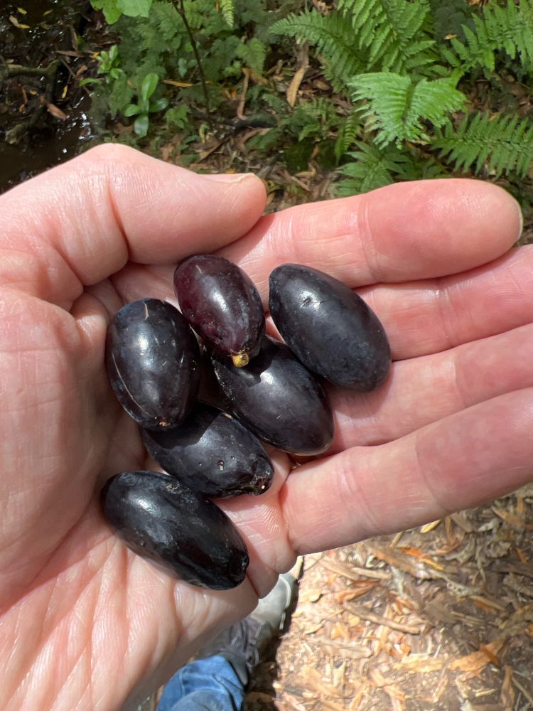 Black long seed pods,  about 20cm in length. 