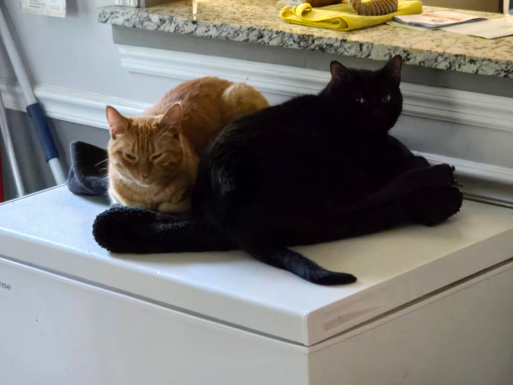 A picture of my cats. One is orange with darker orange stripes, the other is solid black.