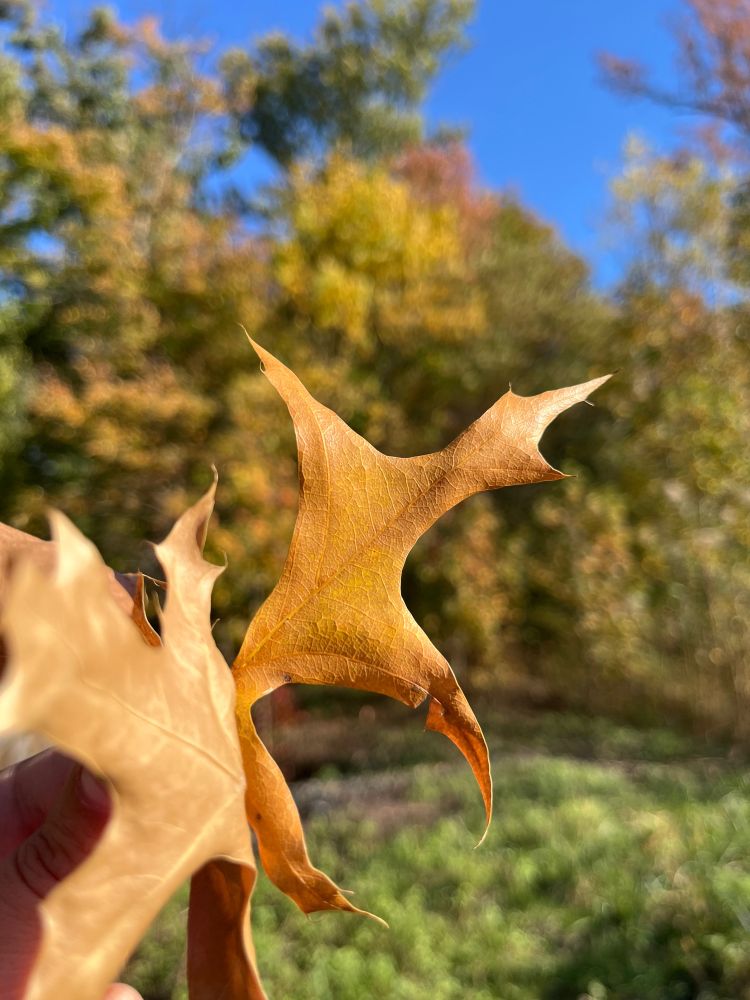 Someone holding up brown leaves in the foreground with vibrant oranges, reds, greens, and browns on the trees in the background. 
