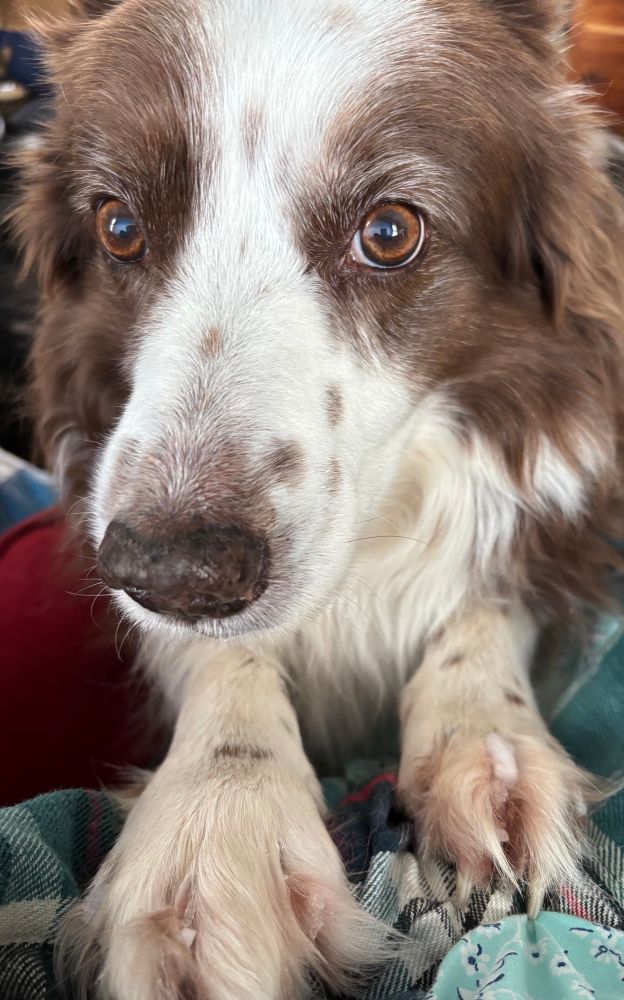 Red and white border collie putting her claws on me (snow between her toes) staring seriously into the camera.