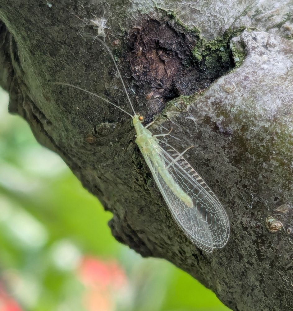 A green lacewing. It is an elongate green insect standing on some bark. Its wings are longer than the body and criss-crossed with lacy veins. The body and legs are green, its antenna are about as long again as the body, and its large eyes are a greenish-gold colour.