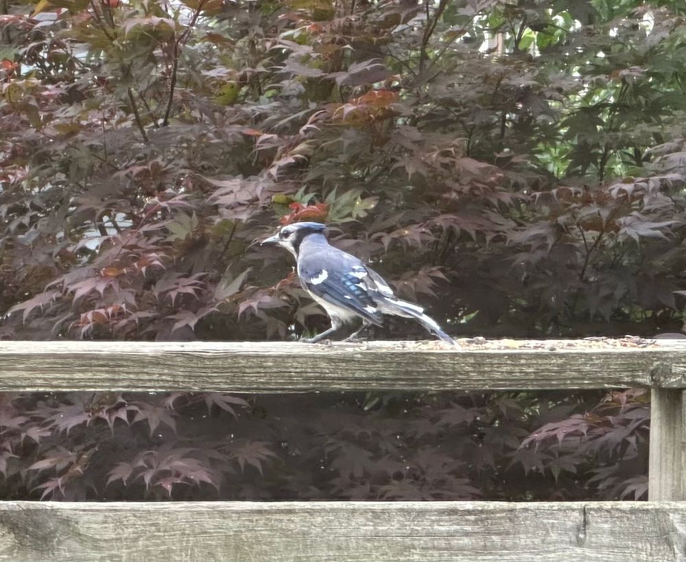 Photograph of a bluejay standing on a deck railing