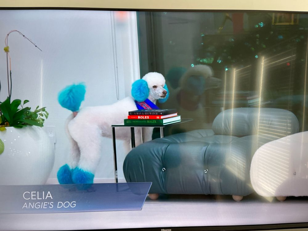 A white poodle with blue tipped paws, ears, and tail looking out a large window. 