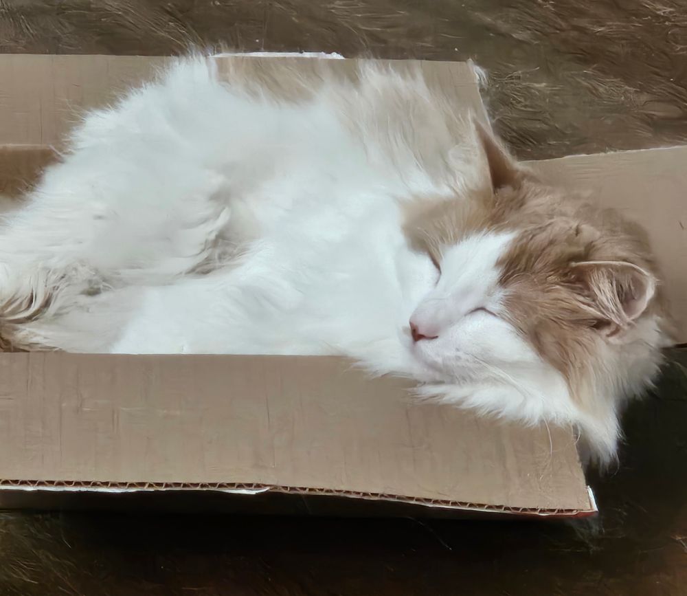 Orange and white cat asleep in a square, shallow box amid way too much cat hair on the floor