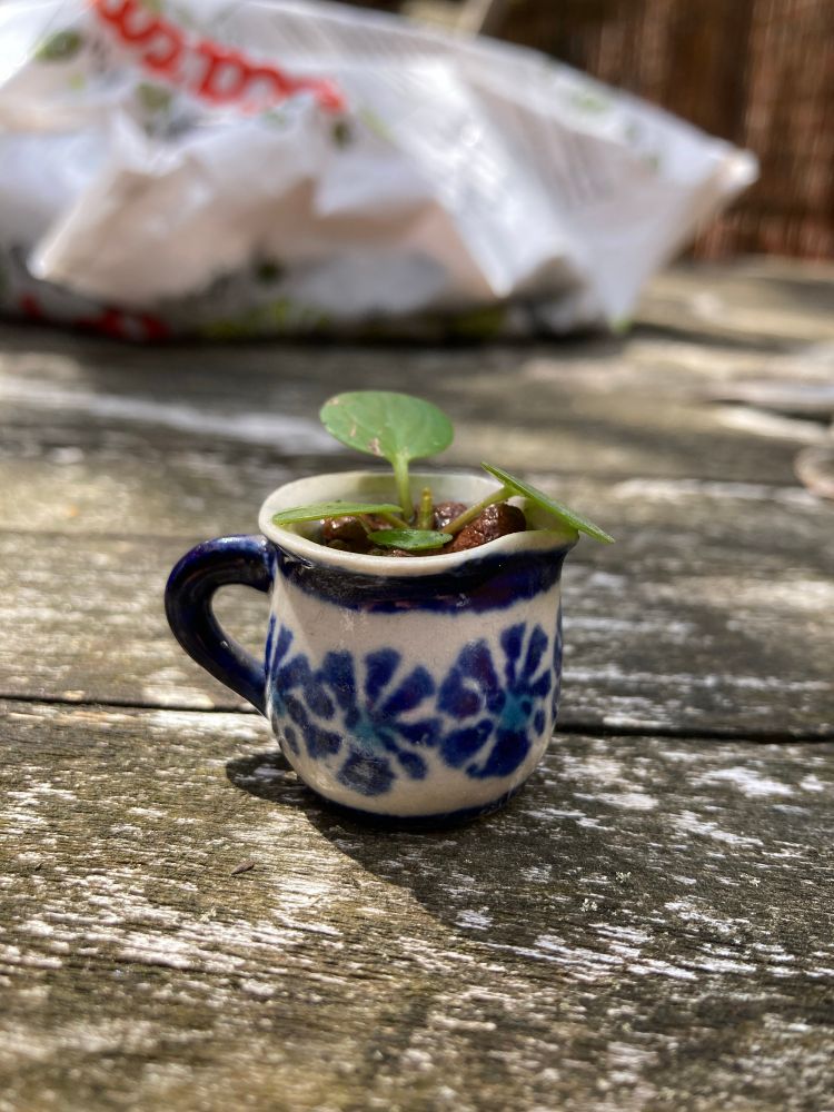Eine sehr kleine blau-weiße Kanne, in der ein Pilea-Ableger eingepflanzt wurde, auf einer verwitterten Holztischplatte