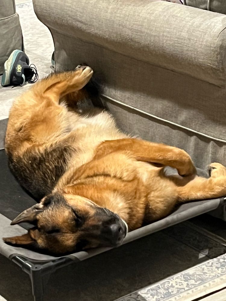 German Shepherd sleeping on his back with his paws in the air