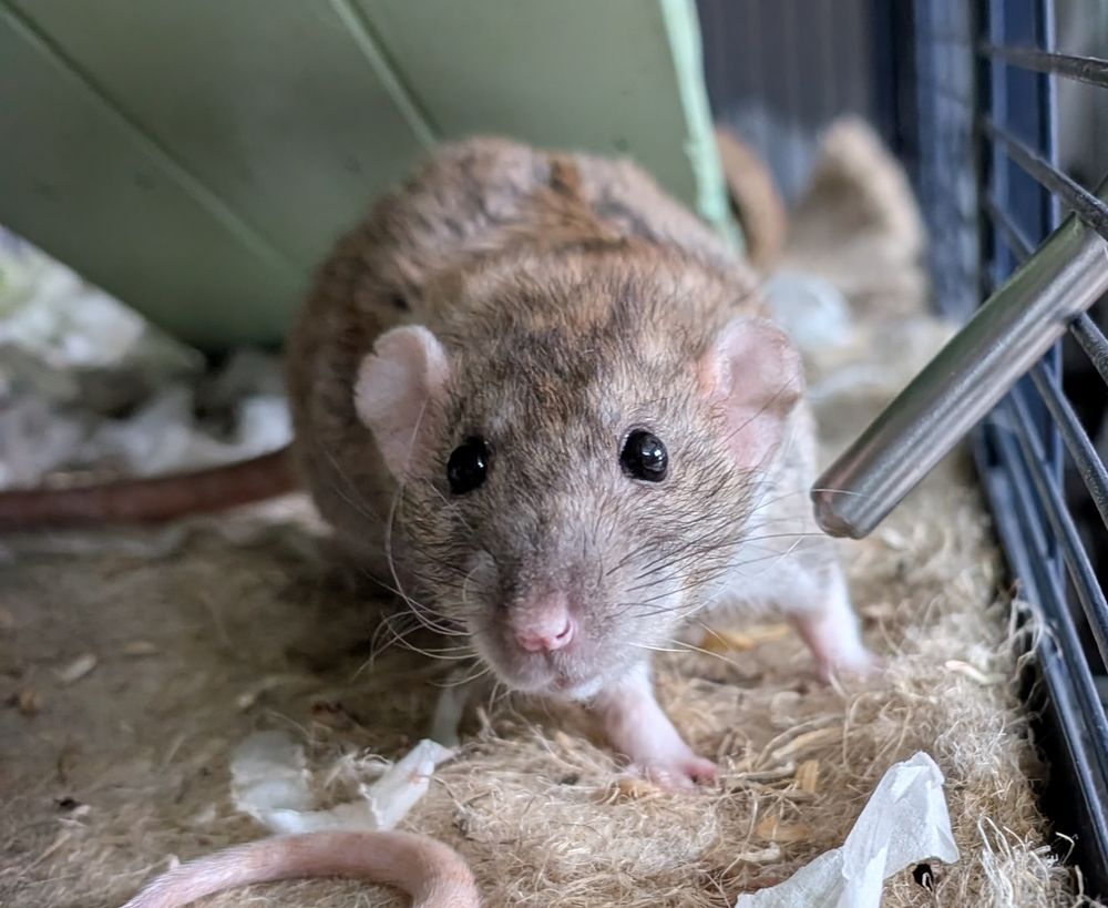 A brown pet rat staring into the camera. She has a rodent water bottle next to her.