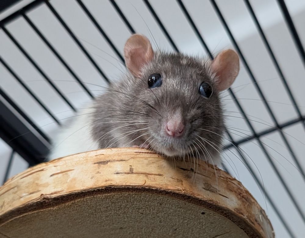 A black and white pet rat looking down to the viewer. Her eyes seem to look in different directions.