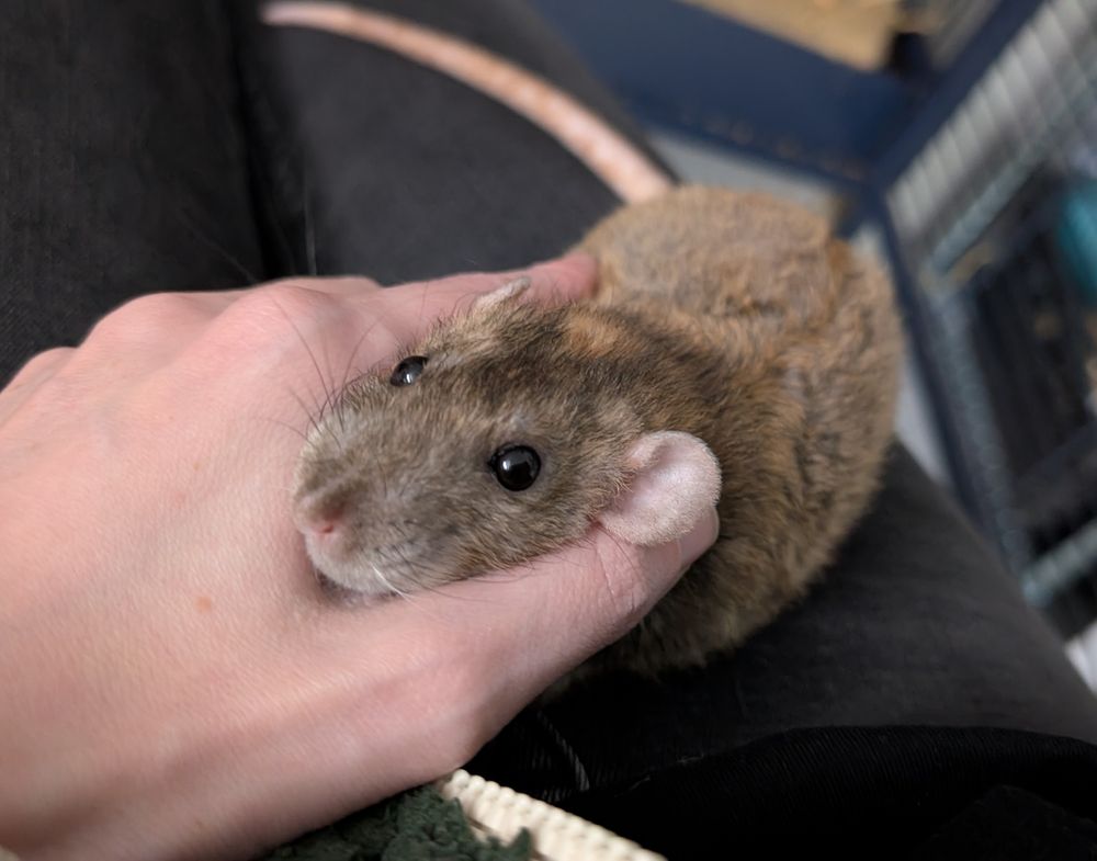 A brown pet rat resting her hand in a humans hand. She looks indeed squished.