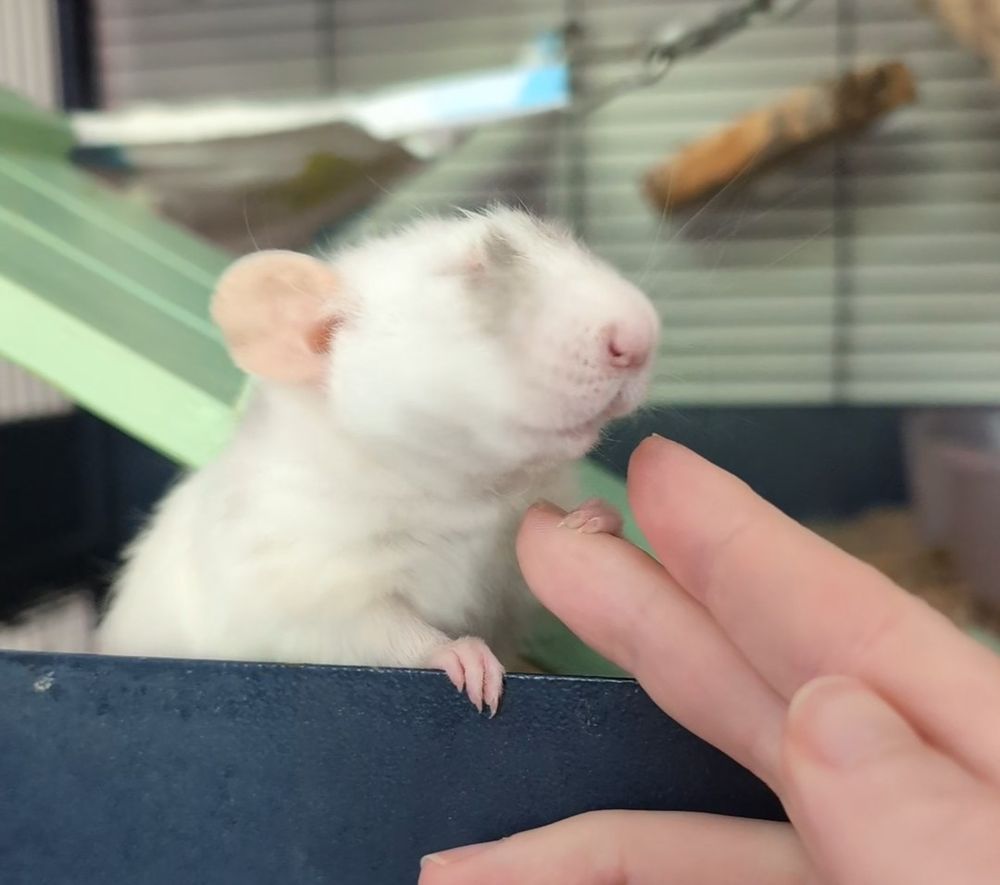 A pet rat holding a human's hand with one paw. She has her eyes closed and appears to be in the middle of a sneeze.