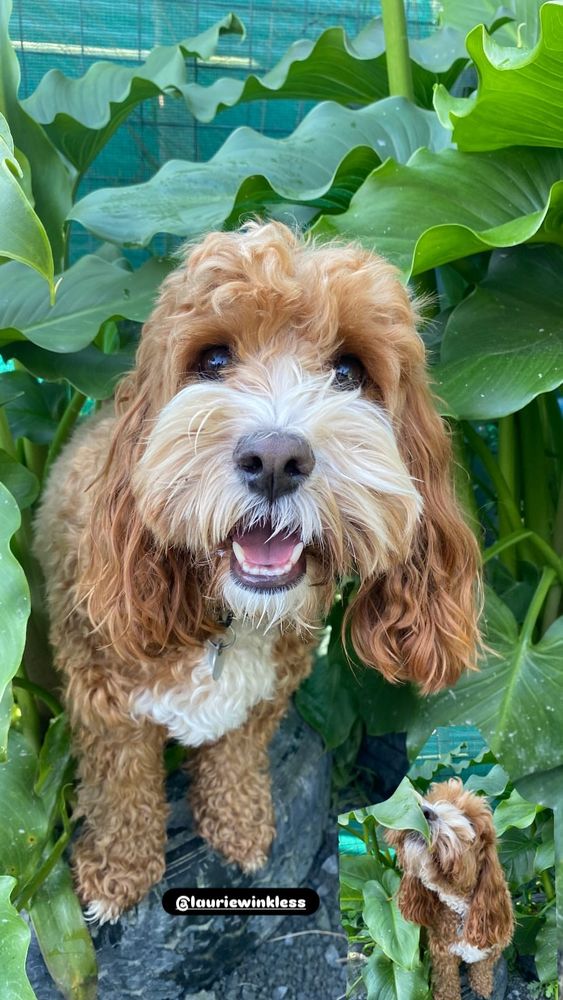 A young ginger cavoodle with a white muzzle and chest stares upwards at the camera. His mouth is open and he looks happy and relaxed. He's surrounded by greenery