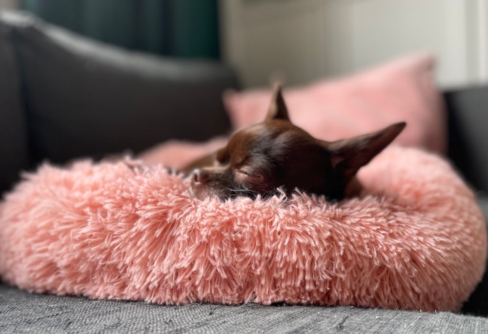 A chocolate brown chihuahua is snuggled sleeping in a fluffy pink donut dog bed. 