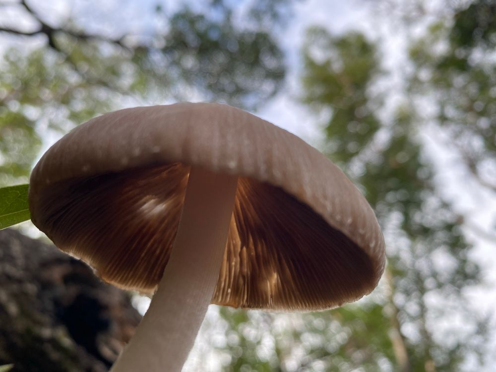 A single mushroom seen from below showing the gills of the cap with a blurred forest canopy in the distance.