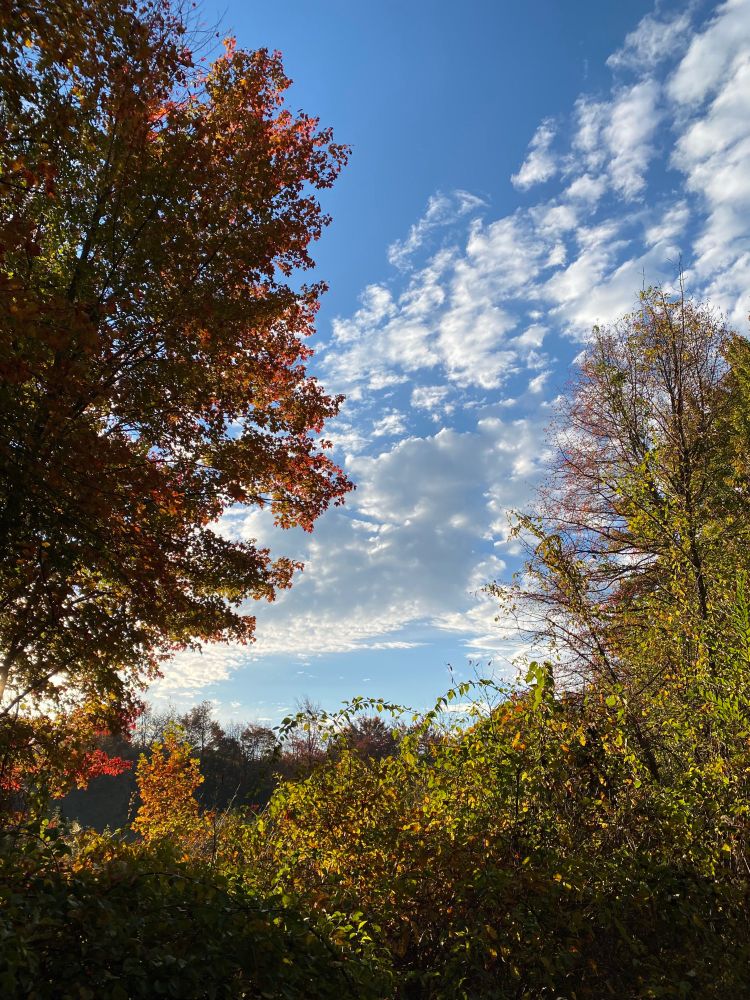 Trees with red and gold foliage. Blue sky with white fluffy clouds.