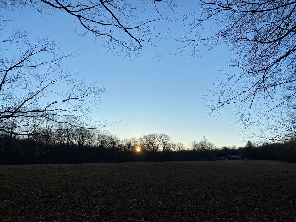 Blue sky and sun rising above pasture surrounded by bare trees.  Two border collies walking in the right of the frame.