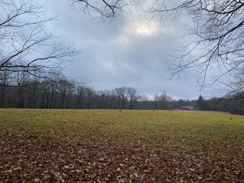 More typical November weather.  Grey cloudy skies over green/gold pasture surrounded by bare trees.  Border collies explore the scents. 