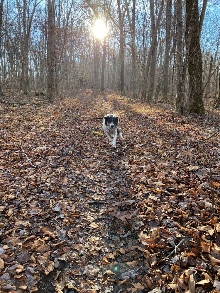 Border Collie runs on a leaf strewn path towards the photographer behind her the sun shines through bare trees.