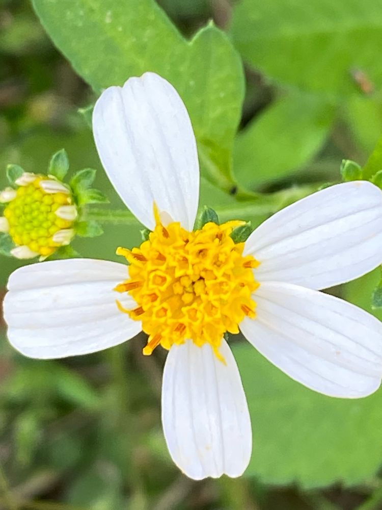 Closeup of a Beggar’s tick (Bidens alba). White petals with a yellow center. 