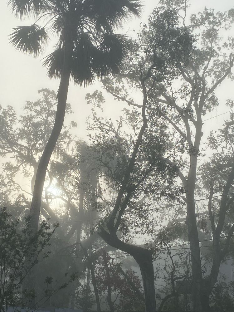 The sun peers (upper left) through a foggy sky and various trees. Thin wires (cable, electrical) run from right to left perpendicular to the trees. It is morning, about an hour after sunrise.