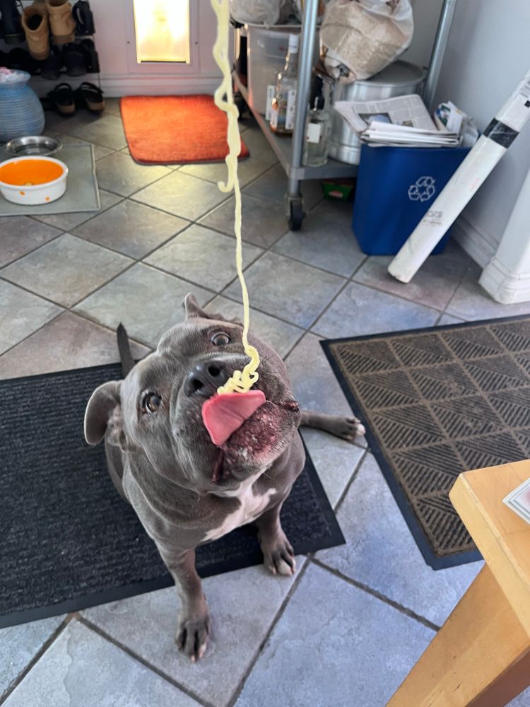 A grey pitbull uses her generous tongue to slurp a ramen noodle