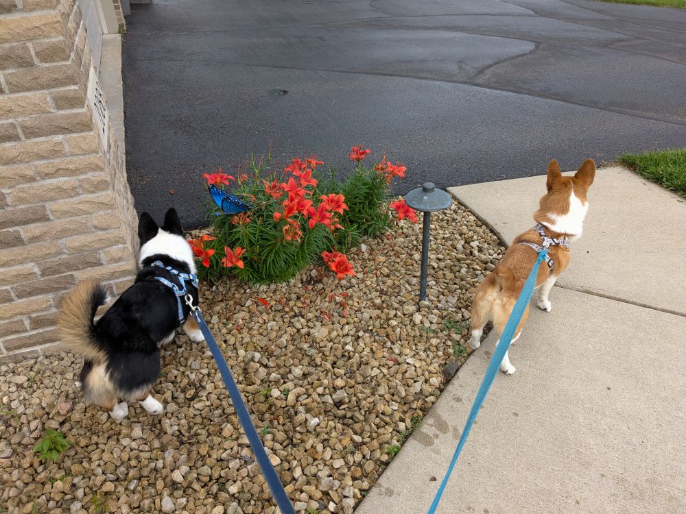 Corgis