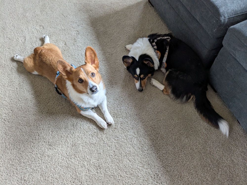 Chip and s'mores corgi dogs laying down.