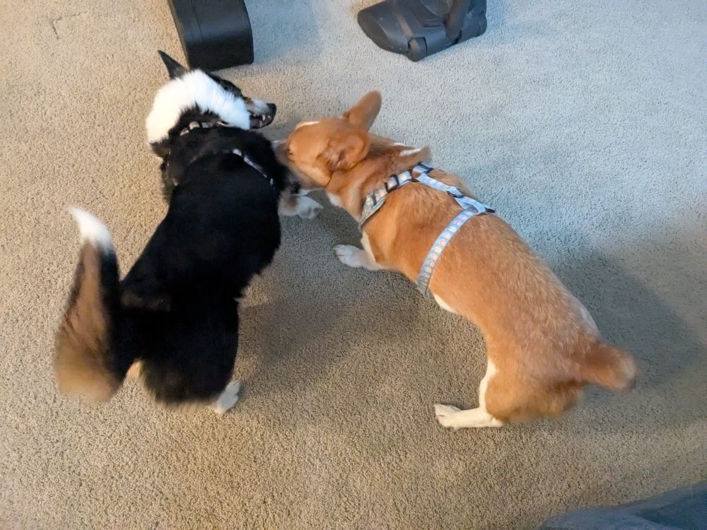 Corgis playing