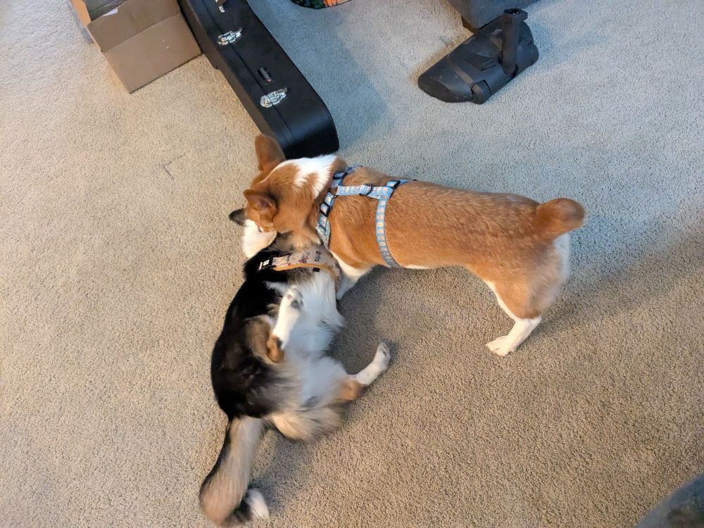 Corgis playing