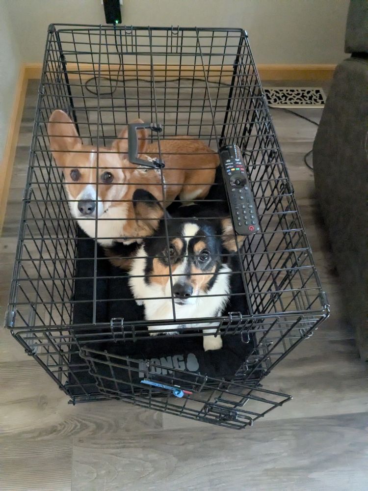 Two silly corgis decided to share a crate.