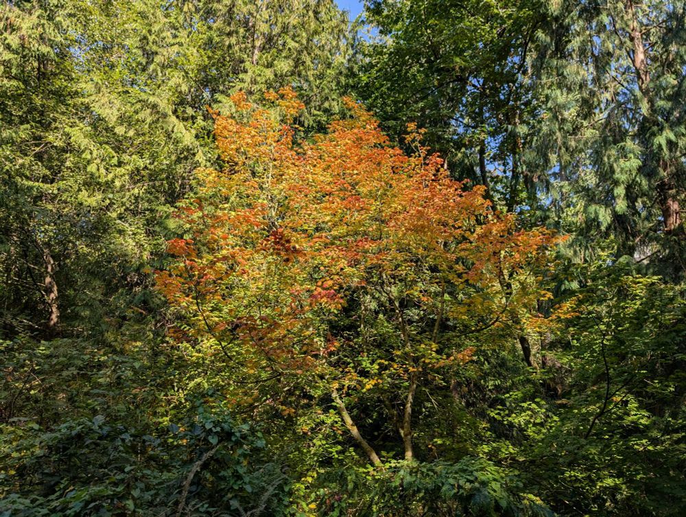 Tree showing Fall colors 