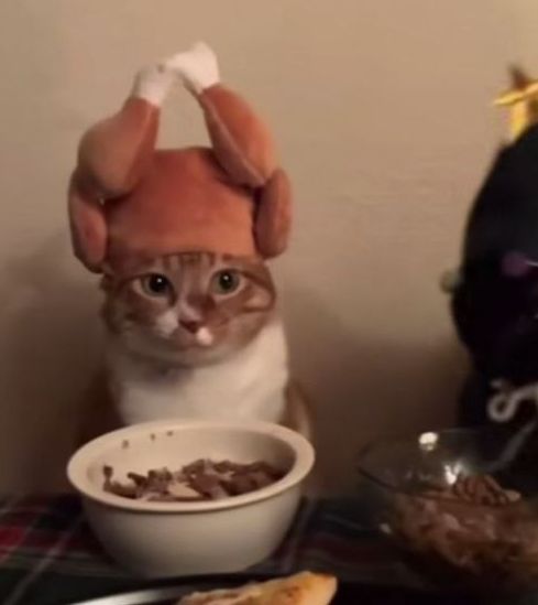 gato laranja usando chapeuzinho de frango assado 