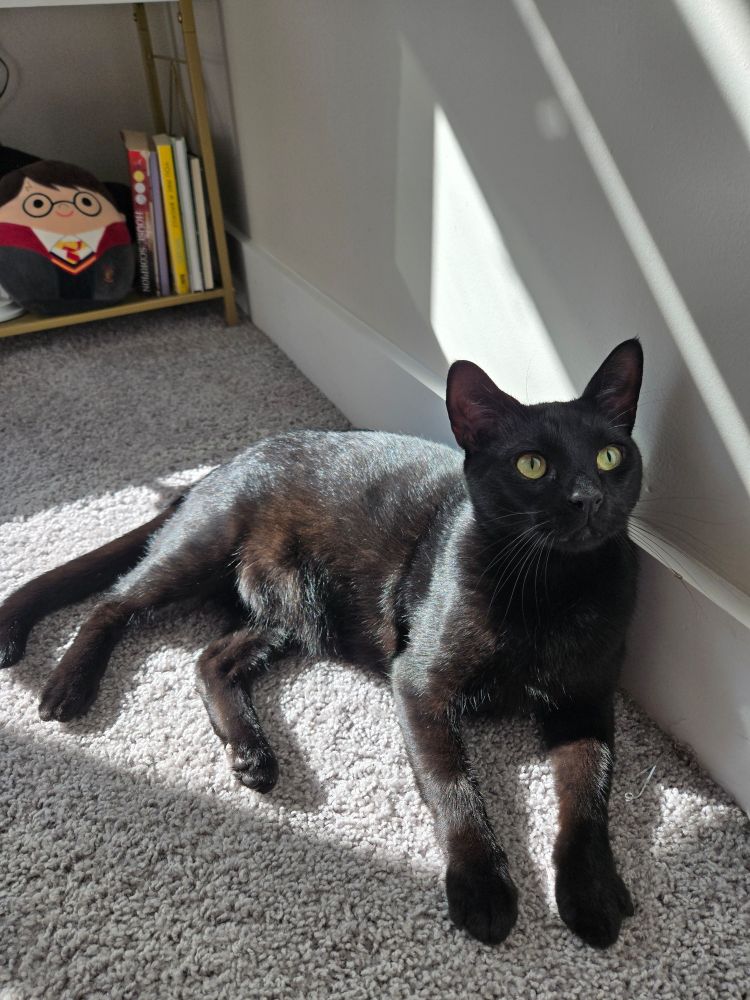 a black cat laying on a carpeted floor under sunlight 