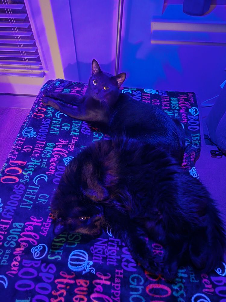 my two kitties obbie and Teddy laying on a halloween blanket 