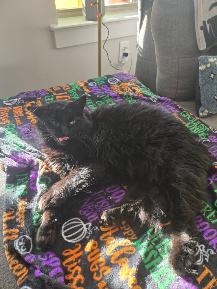 my cat Teddy laying on the couch in a mid yawn 