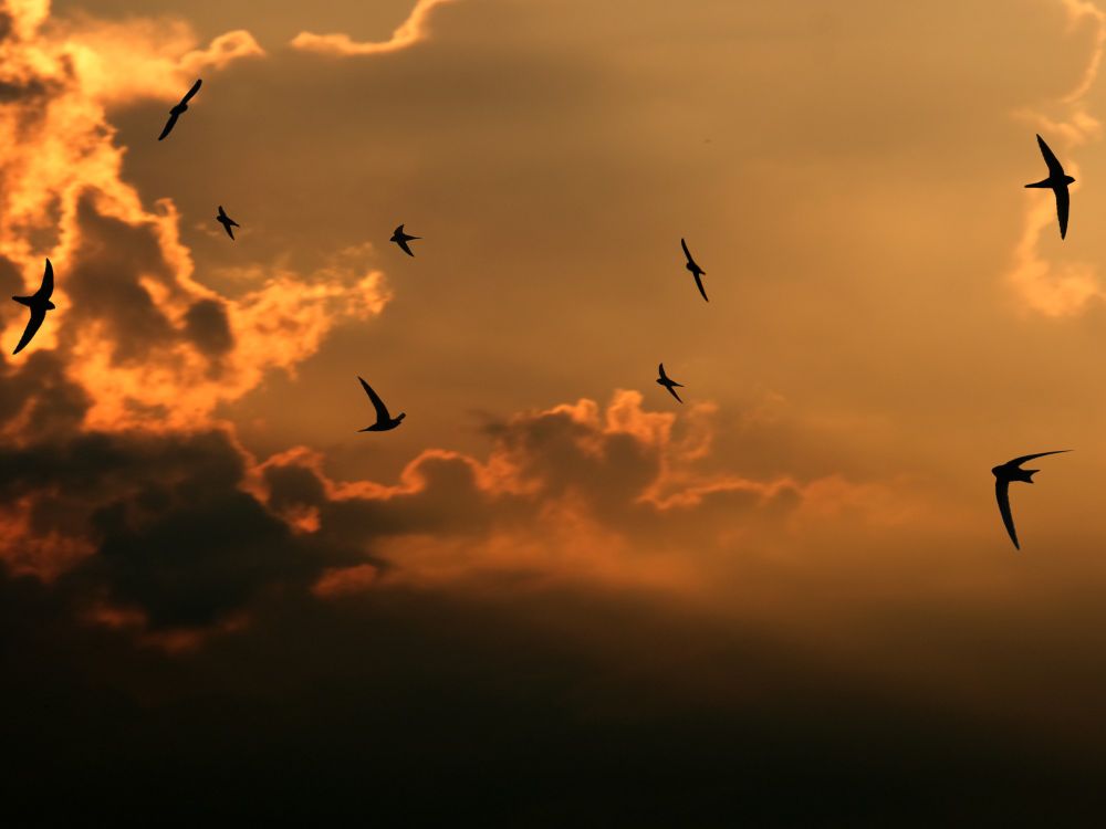 swifts