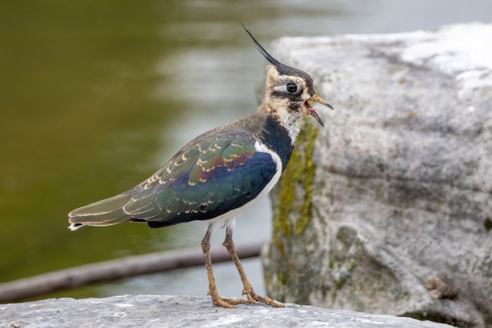 A male northern lapwing vocalizing on a rock. The iridescent wing feathers are visible.