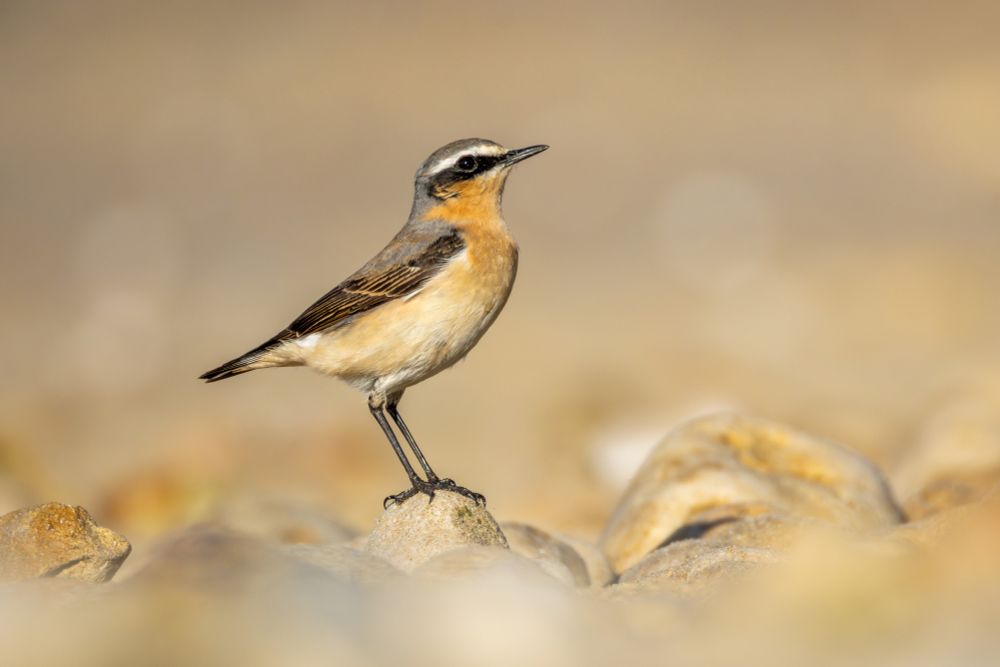 A male northern wheatear standing on a rock.