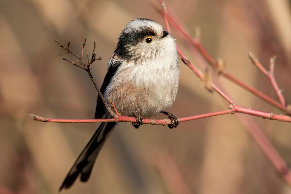 A long-tailed tit (Aegithalos caudatus) on a twig.