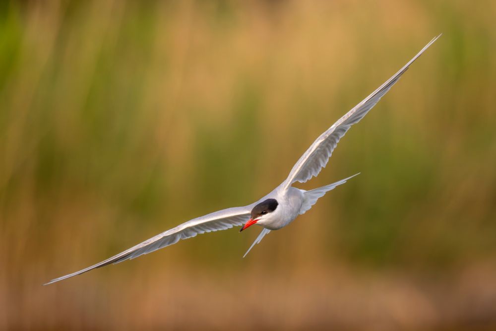 A common tern, flying in front of reeds at sunset.