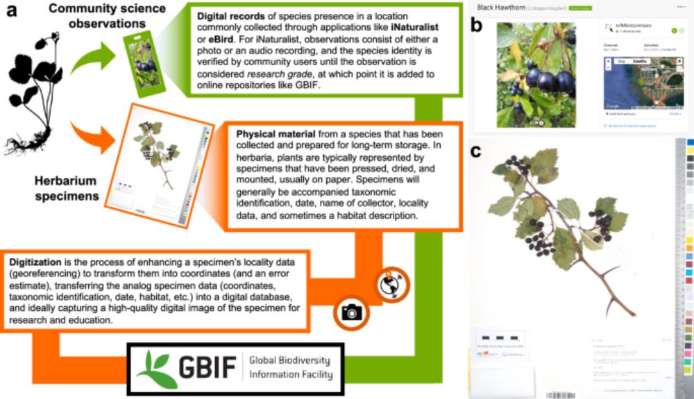 Herbarium collections remain essential in the age of community science - Nature Communications