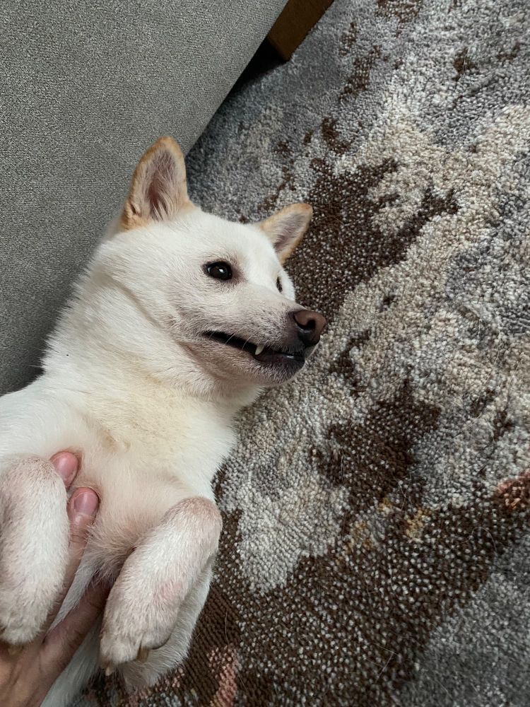 white shiba inu with worried expression