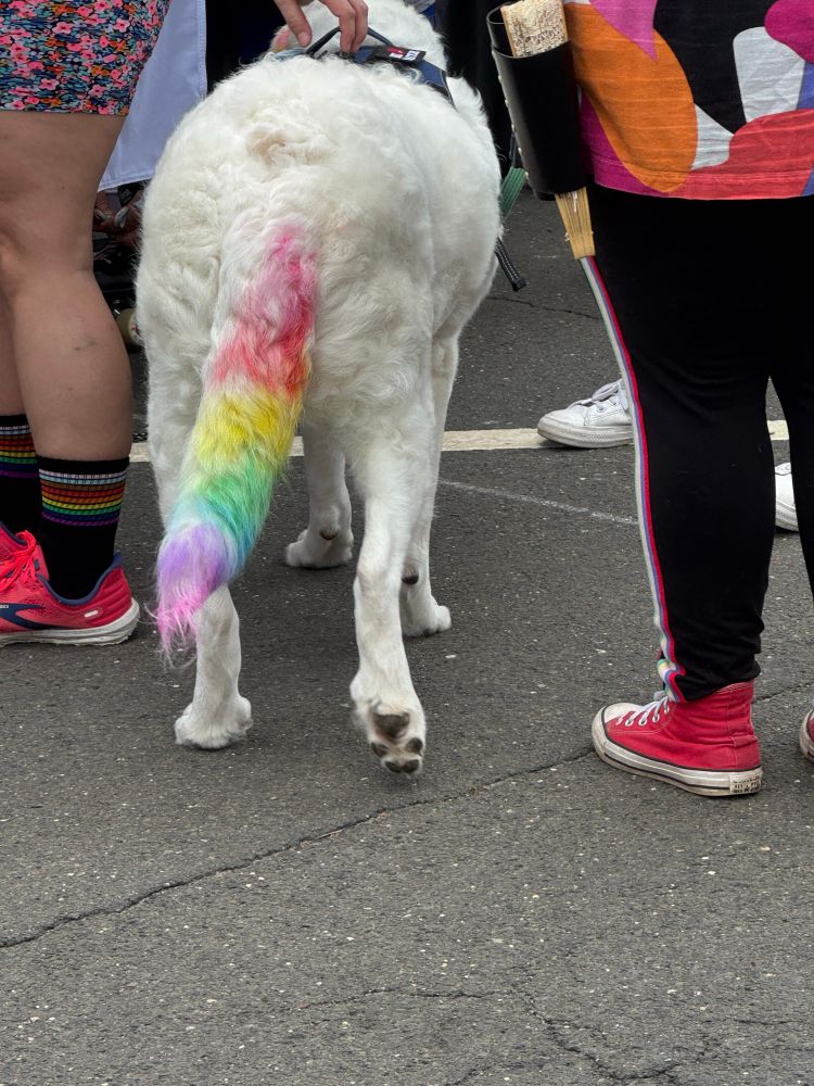 Fluffy dog with rainbow tail