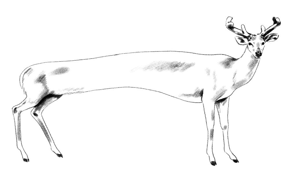 black and white drawing of an elongated deer