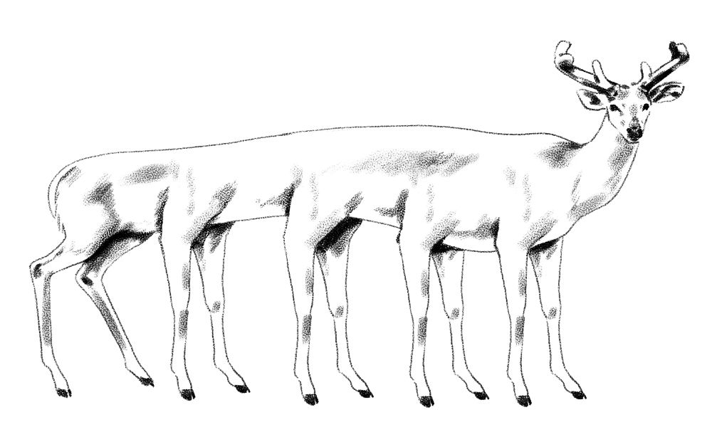 same drawing but with three extra sets of legs