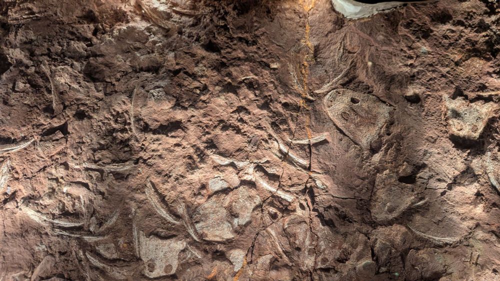 the fossil the previous image is labeling. a group of large amphibian fossils jumbled together in a mass in a large stone, on display in the Houston Museum of Natural Science 