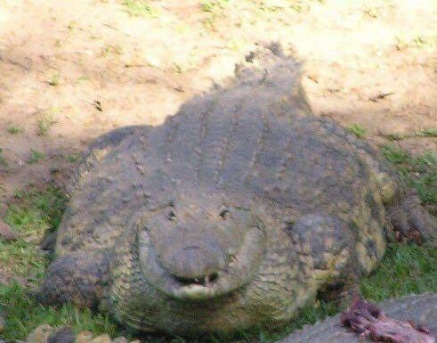 crocodilo bem acima do peso estático olhando para a câmera 