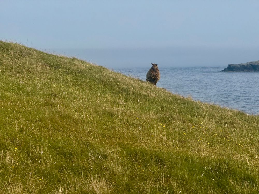 A shy Shetland sheep peers at me from a distance 