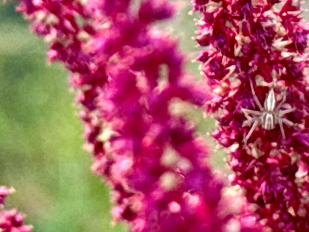 Top view of a very small white tailed spider that’s standing on an amaranth flower. The flower is thick with pollen and the spider is alert for incoming pollinators. 