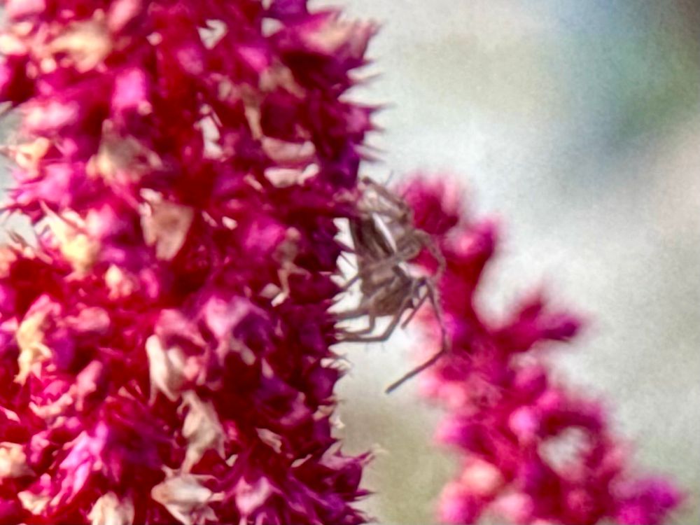 Side view of a very small white tailed spider that’s standing on an amaranth flower. The flower is thick with pollen and the spider is alert for incoming pollinators. 